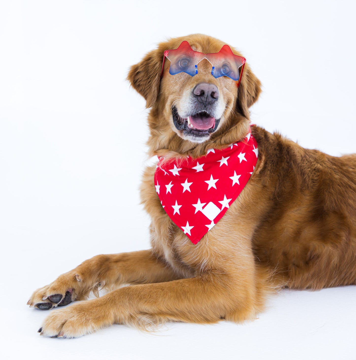 Dog wearing a red pet bandana with white stars and star sunglasses