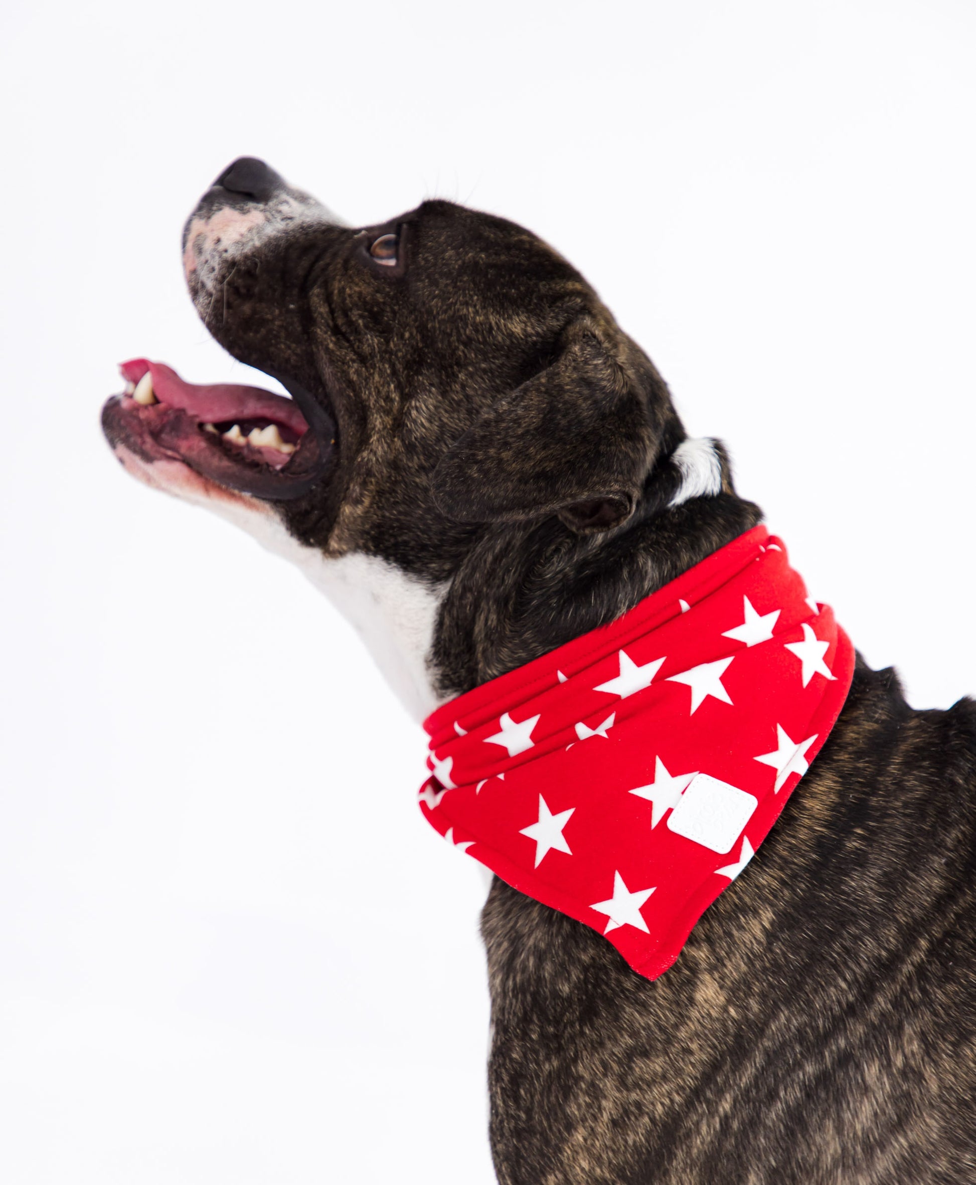 Red star pet bandana on dog with white stars