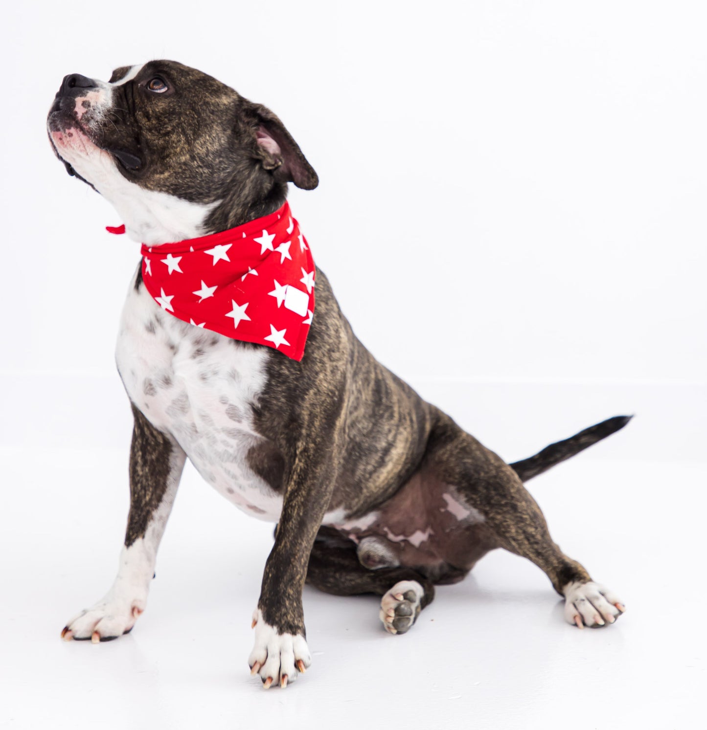 Dog bandana made from bamboo cotton blend