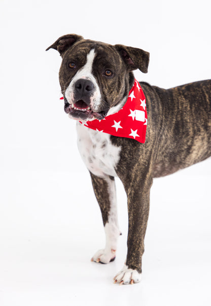 Dog staring at the camera wearing a red bamboo bandana with white stars
