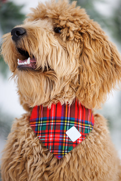 Brown dog wearing a plaid bandana with a blurred snowy background