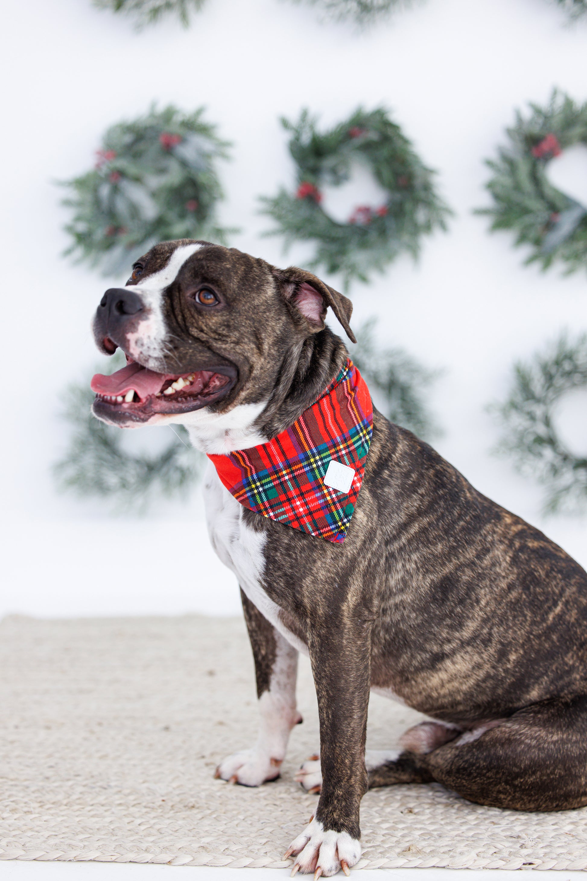 Red plaid pet bandana for dogs in holiday family photos