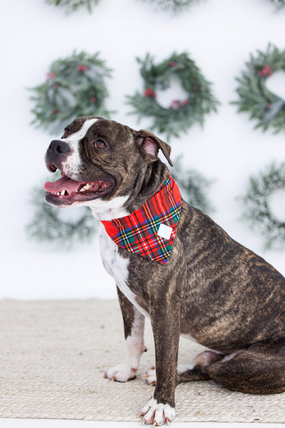 Red plaid pet bandana for dogs in holiday family photos