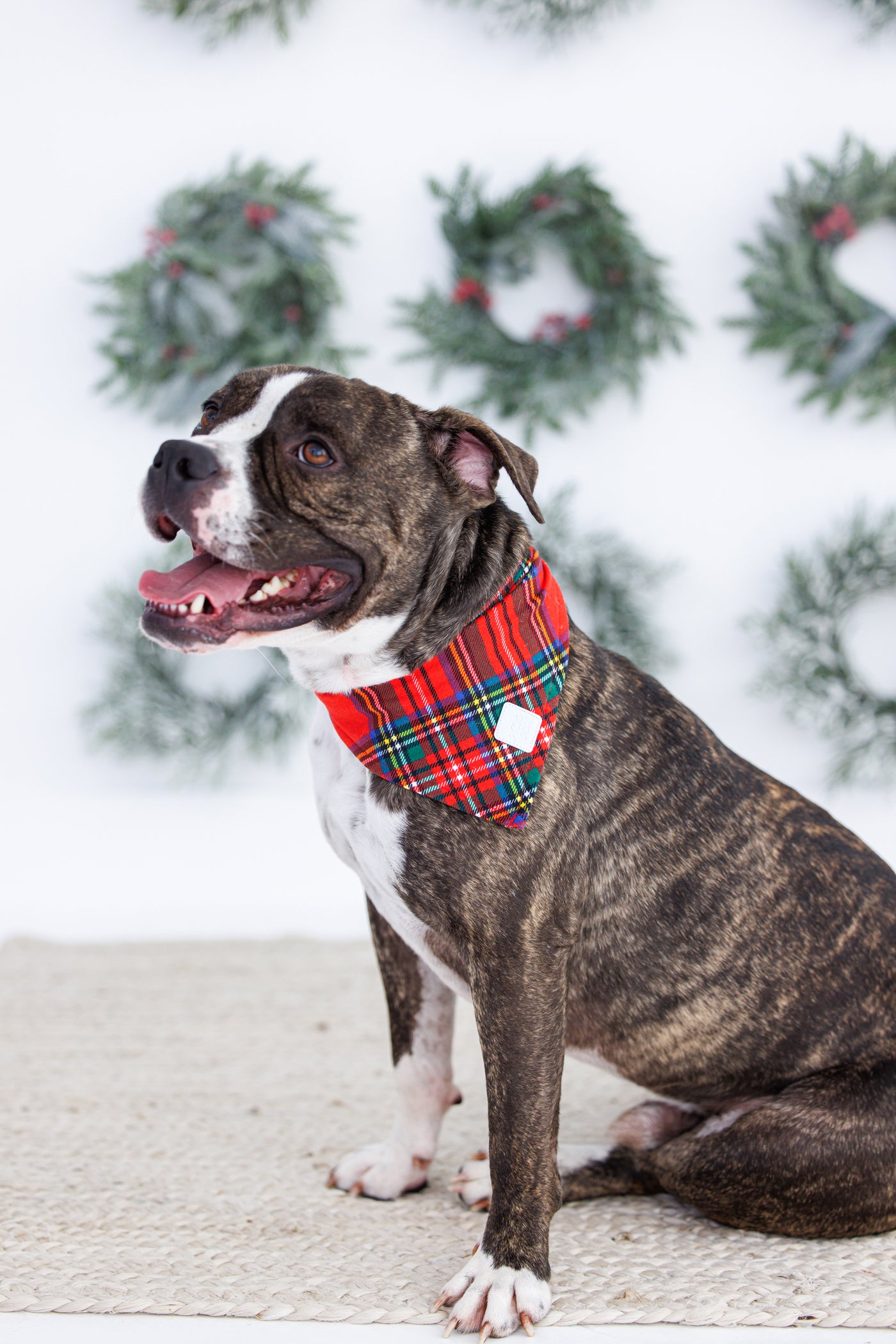 tartan plaid pet bandana