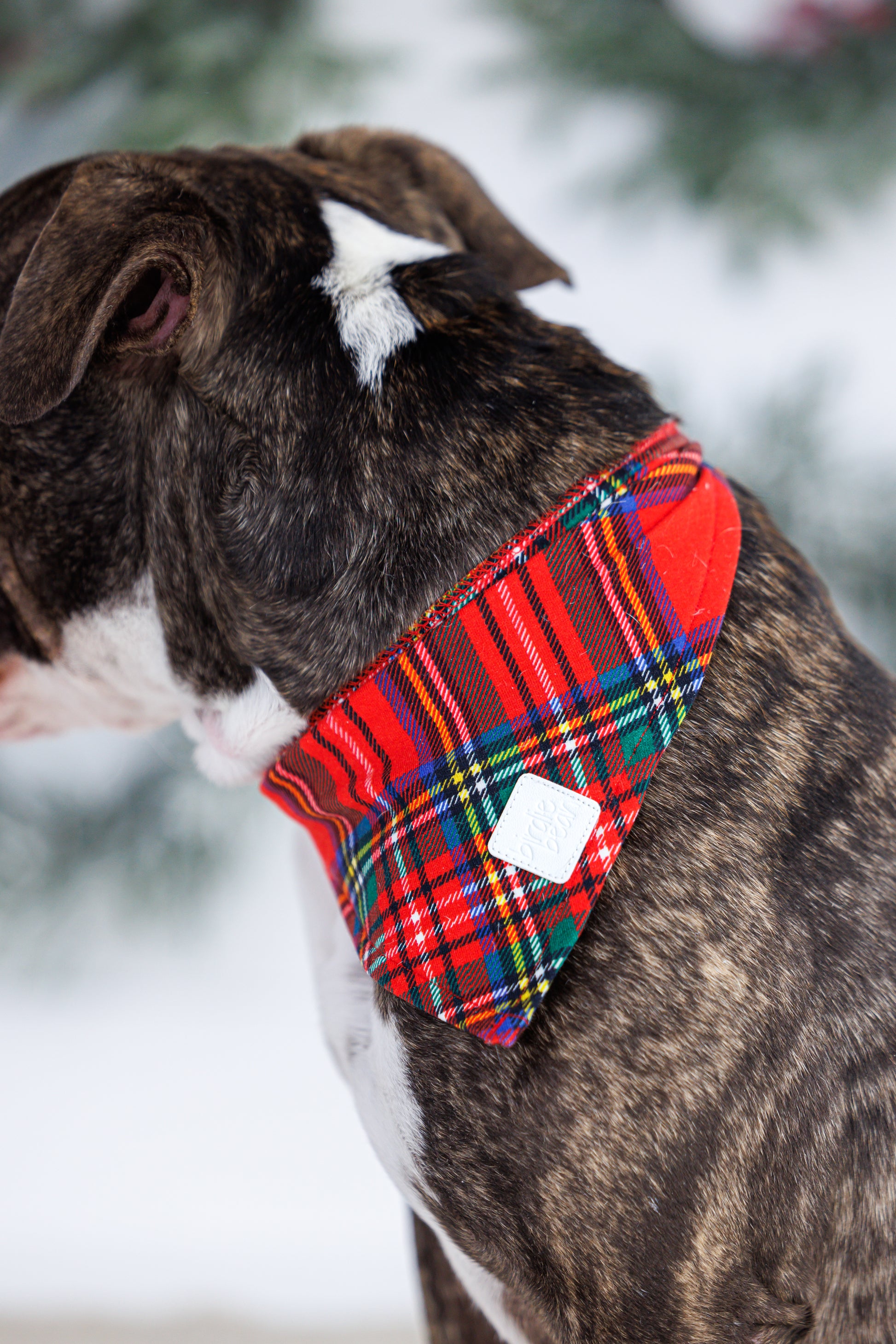 Dog wearing tartan plaid pet bandana with faux leather logo