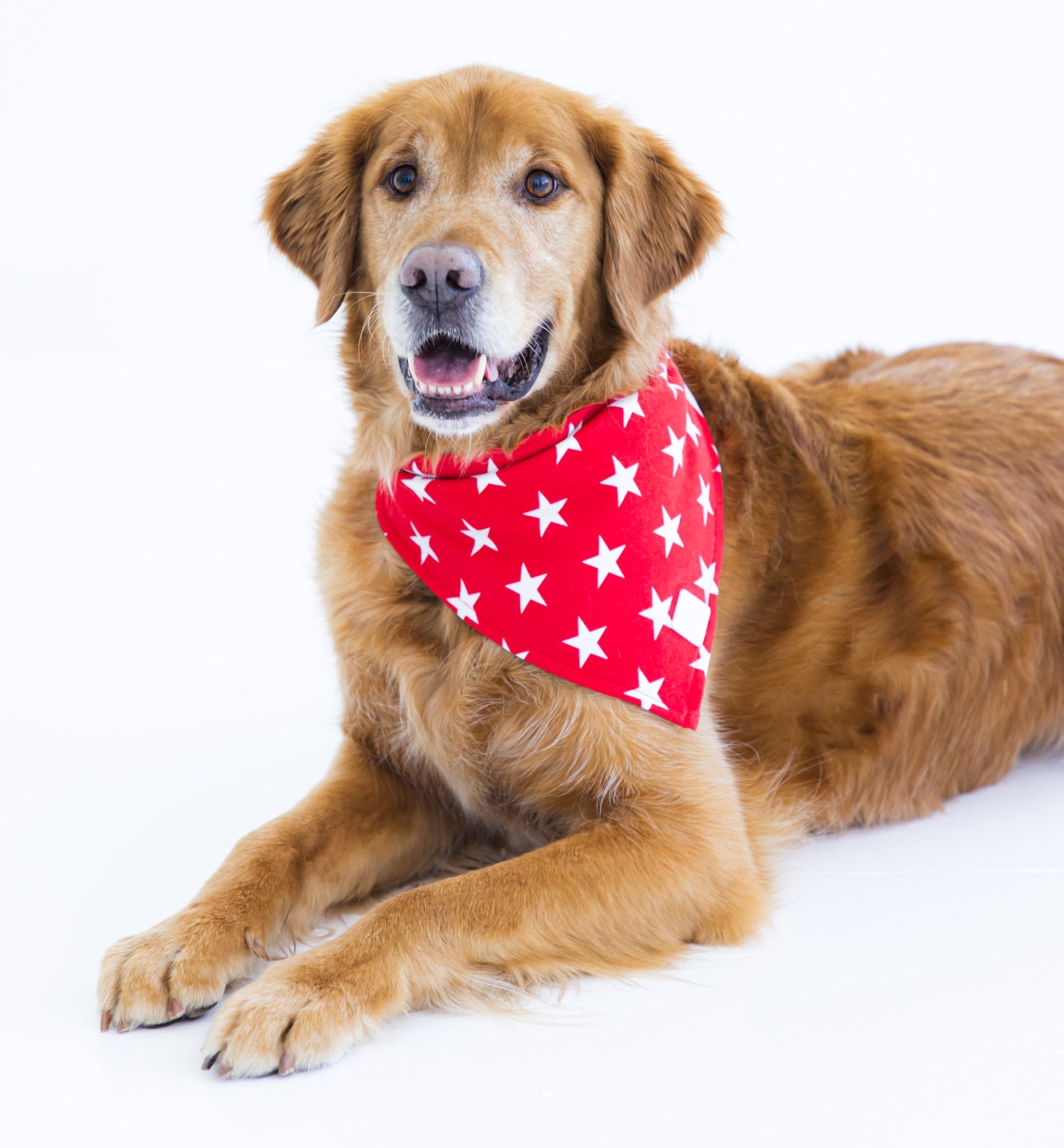 Golden retriever wearing red star print pet bandana