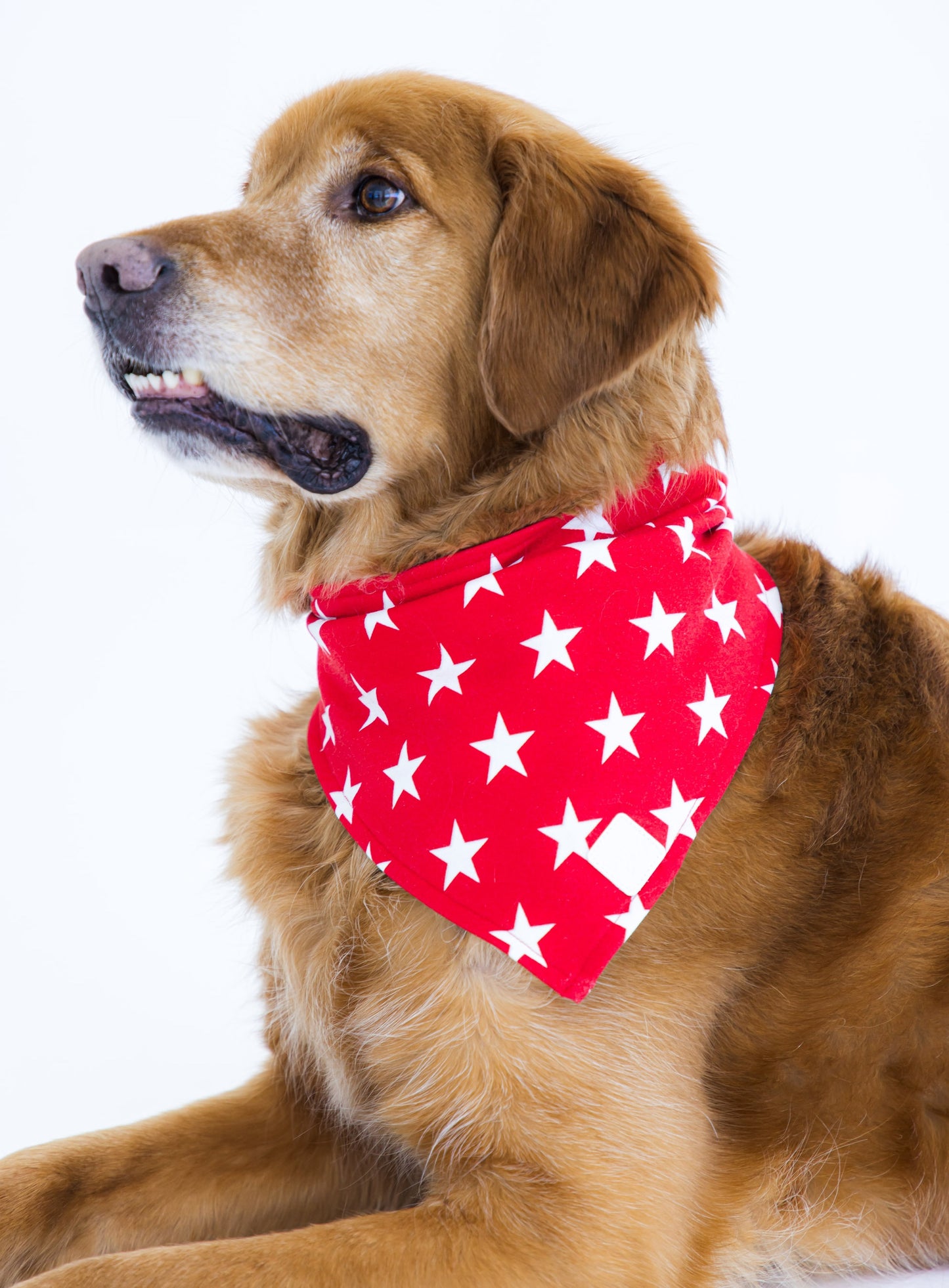 Up-close shot of a red bamboo pet bandana with white stars