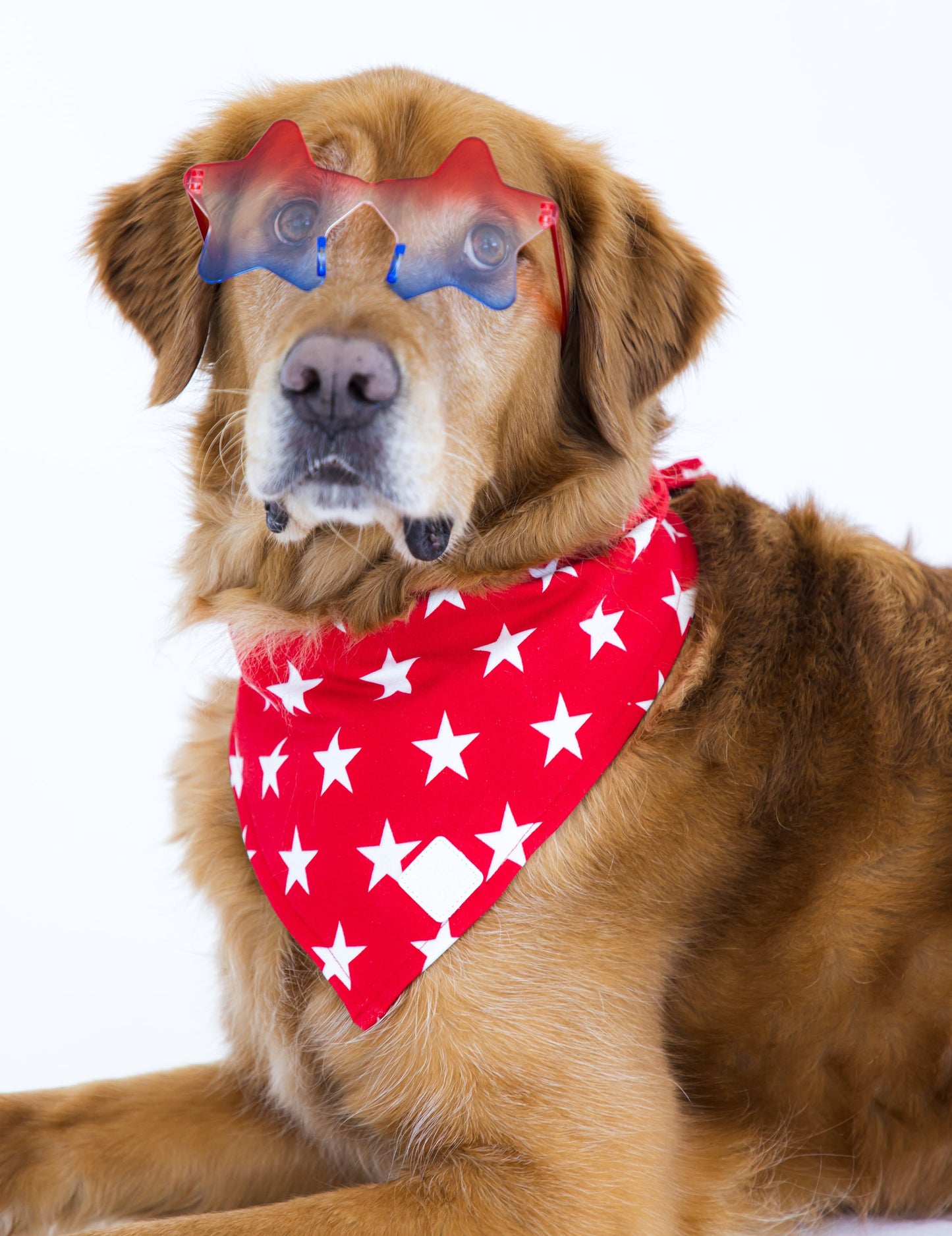 Dog wearing a red bandana with white stars and star-shaped sunglasses on a white background