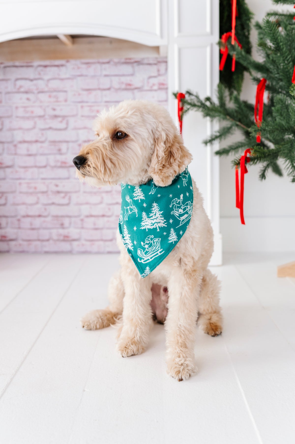 A white fluffy dog wearing a bamboo bandana featuring a vintage scene with Santa and his reindeer 