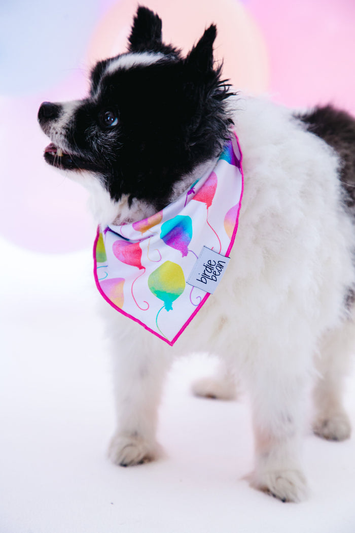 Gia Pet Bandana