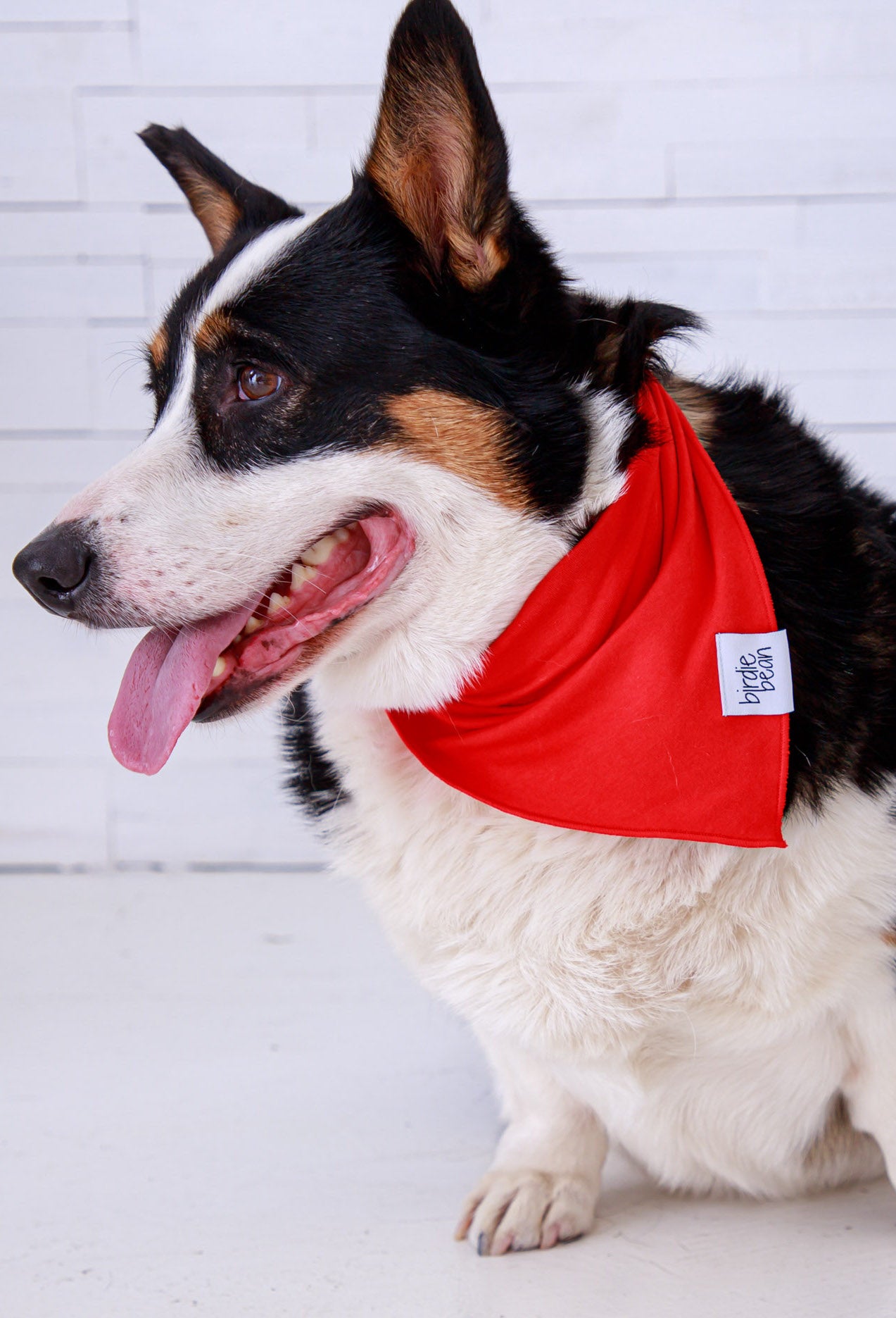 Dog wearing a red bamboo bandana with a white background