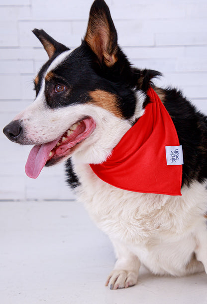Dog wearing a red bamboo bandana with a white background