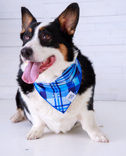 Dog wearing blue plaid Christmas bandana