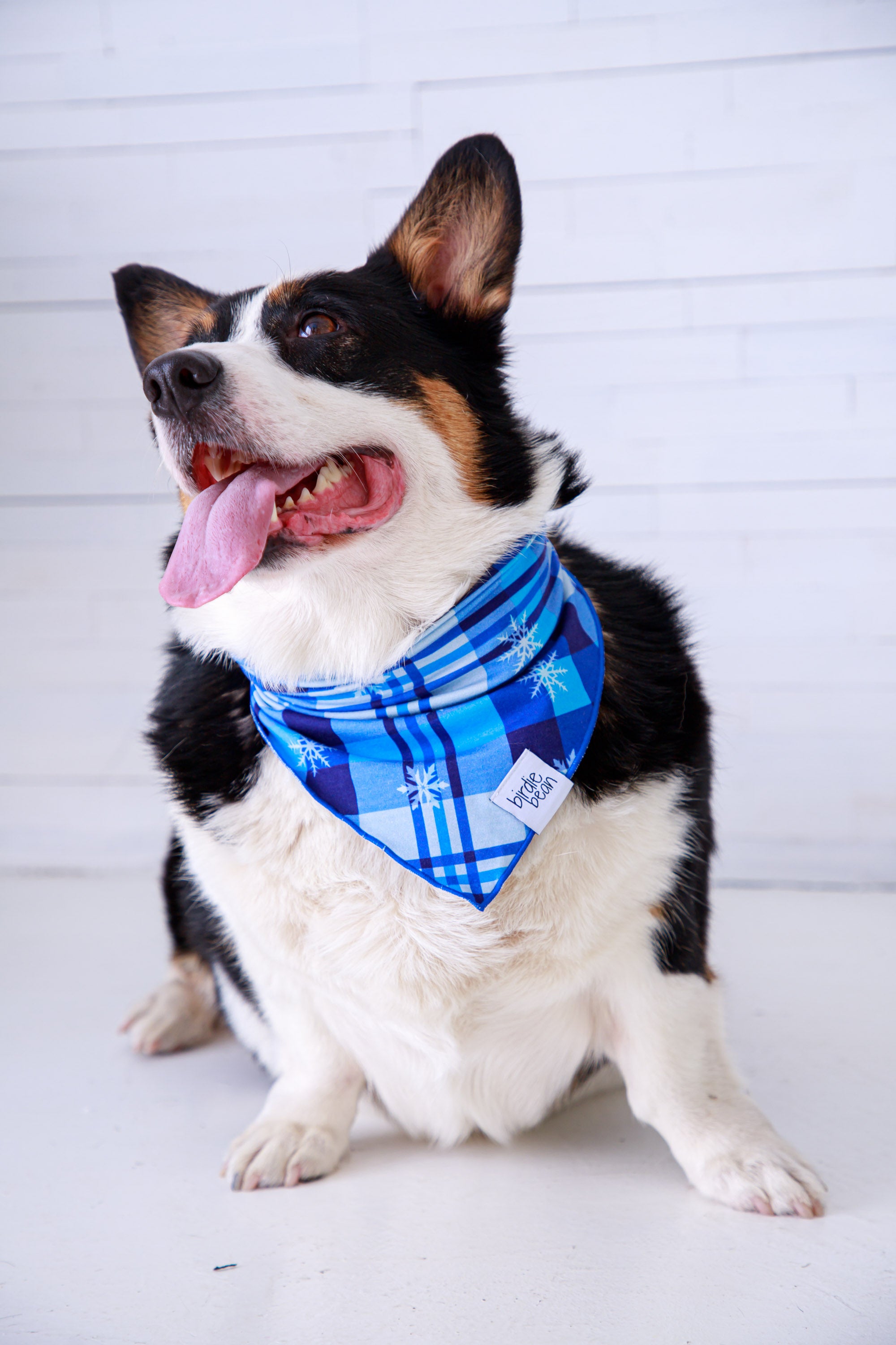 Dog wearing a blue plaid bandana sitting on a white background