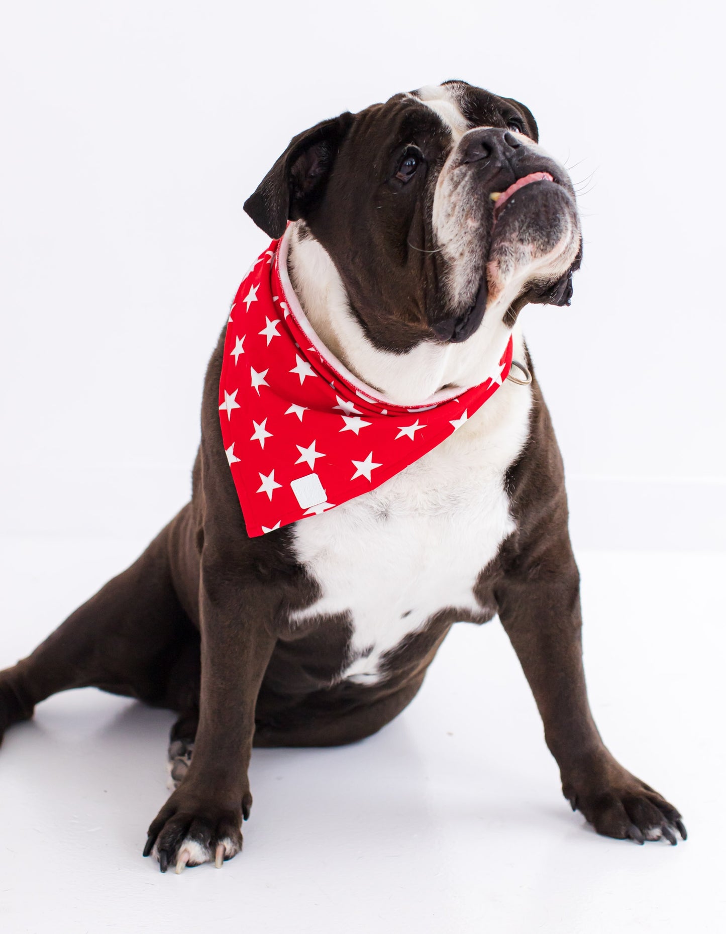 Stretchy star pet bandana in red