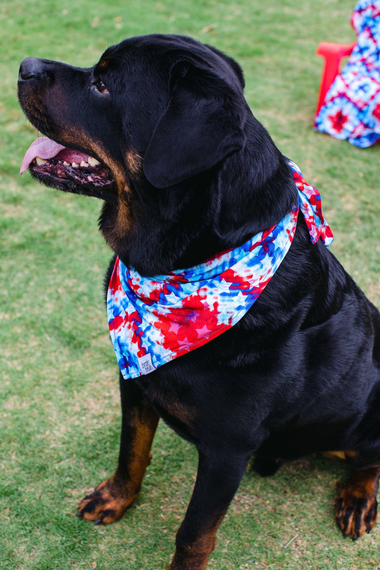 Maverick Pet Bandana
